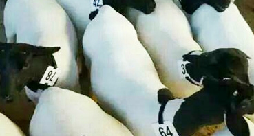 如何加工牛羊飼料？